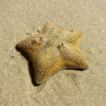 Small star on a sandy beach.