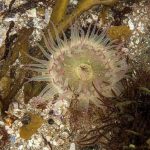 Sea anemone in a tidal pool.
