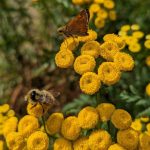 Small moth and a honey bee pollinate yellow flowerrs.