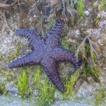 Starfish on a seaweed covered rock.