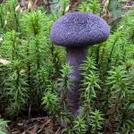 Purple mushroom grows up through the grasses in the forest.