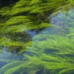 Beautiful green grasses flow just under the surface of the water in the creek.