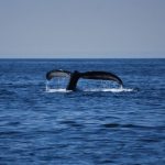 Humpback whale tail coming out of the water.