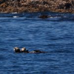 Mother and baby sea otter in the water.